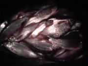 IMG0455A.jpg