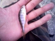IMG0450A.jpg