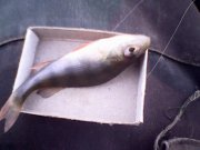 IMG0451A.jpg