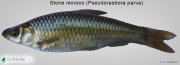 pseudorasbora_parva.jpg