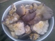 WP_000342.jpg
