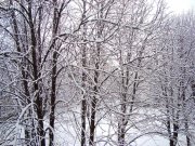 DSC02949.JPG