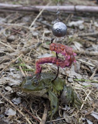 Frog.jpg