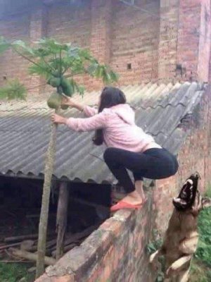 зад забор пёс.jpg