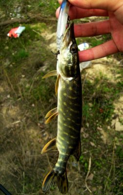 PICT0468.jpg