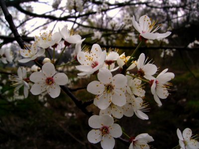 PICT0488.jpg
