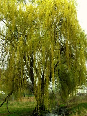 PICT0489.jpg