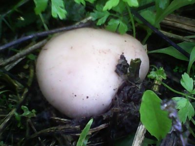 IMG0484A.jpg