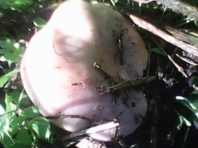 IMG0485A.jpg
