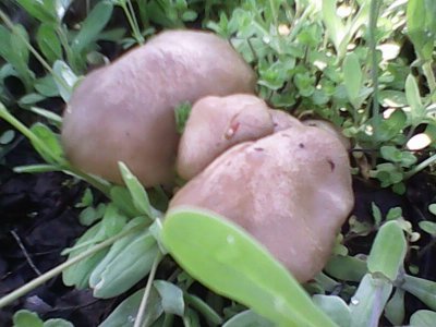 IMG0488A.jpg