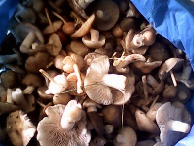 IMG0492A.jpg
