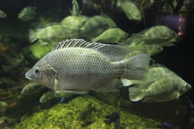 mozambique-tilapia-pic.jpg