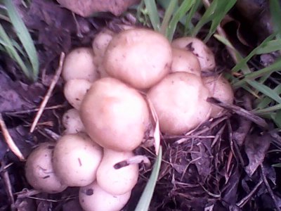 IMG0497A.jpg