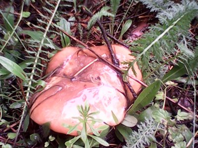 IMG0499A.jpg
