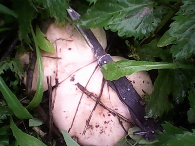 IMG0516A.jpg