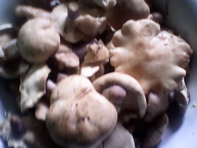 IMG0517A.jpg