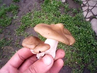 IMG0521A.jpg