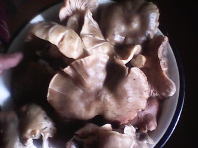 IMG0519A.jpg