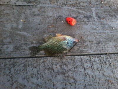 20160508_191720.jpg