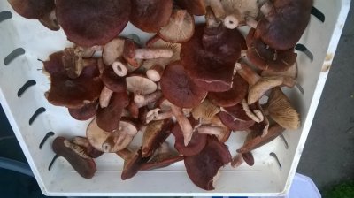 WP_20160509_009.jpg