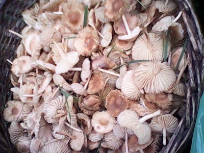 IMG0524A.jpg