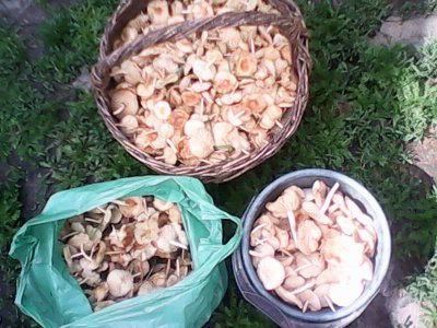 IMG0523A.jpg