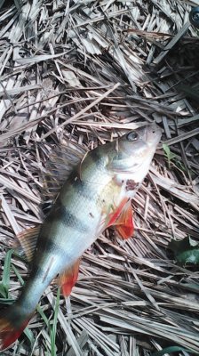 IMG_20160514_123653.jpg