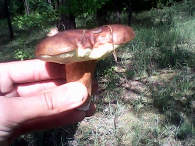 IMG0528A.jpg