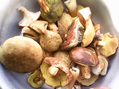 IMG0531A.jpg