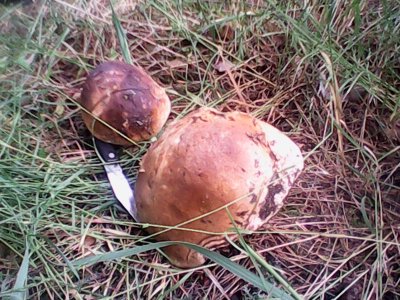 IMG0555A.jpg