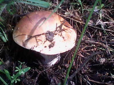 IMG0557A.jpg