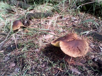 IMG0558A.jpg