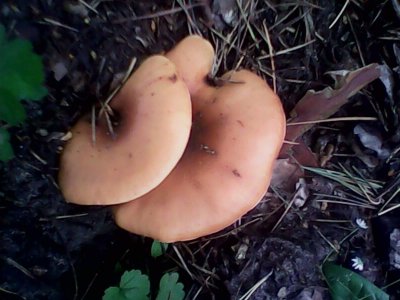 IMG0565A.jpg
