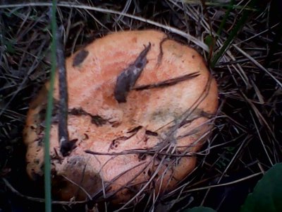 IMG0567A.jpg