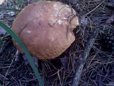 IMG0569A.jpg