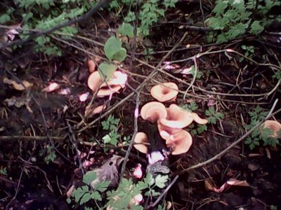 IMG0568A.jpg