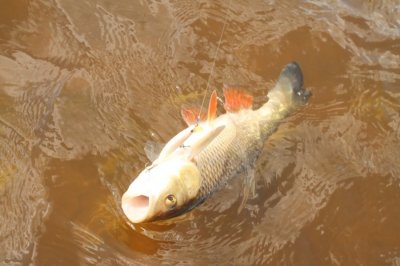 IMG_4079.JPG