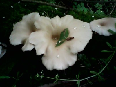 IMG0572A.jpg