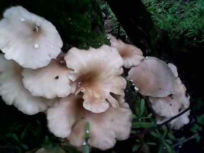 IMG0573A.jpg