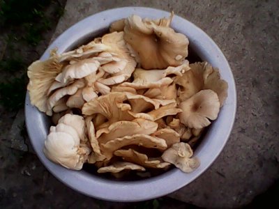 IMG0574A.jpg