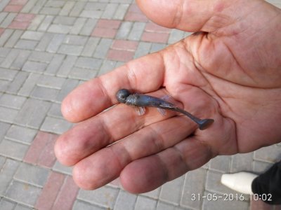 IMG_20160531_100254.jpg