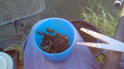 20160528_203126_800.jpg