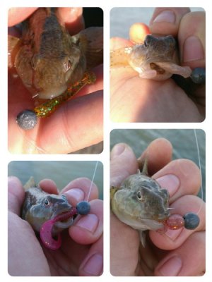 collage-1464940318483.jpg