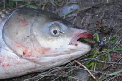 DSC_1149.JPG