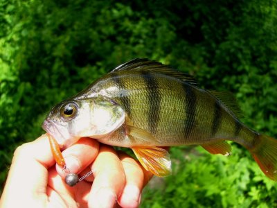 PICT0601.JPG