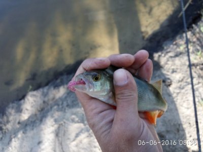 IMG_20160606_083811.jpg