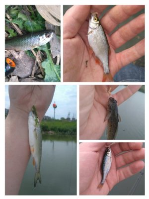 collage-1465738609859.jpg