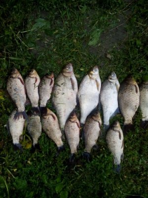 IMG_20160613_161458.jpg
