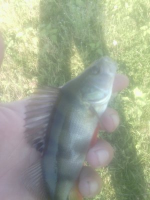 IMG_20160617_182758.jpg