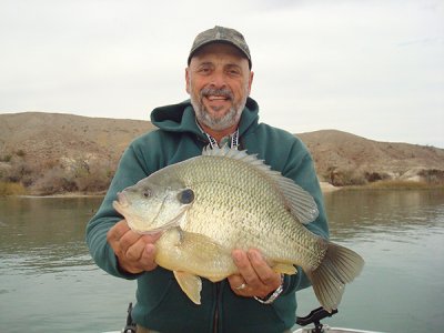 Hector2014.jpg